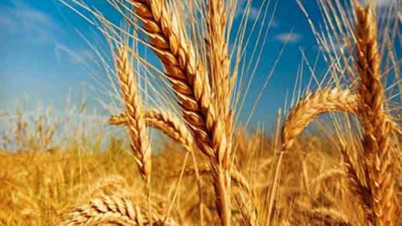تمهیدات لازم برای خرید دانه‌های طلایی گندم در سطح سیستان و بلوچستان فراهم شده است