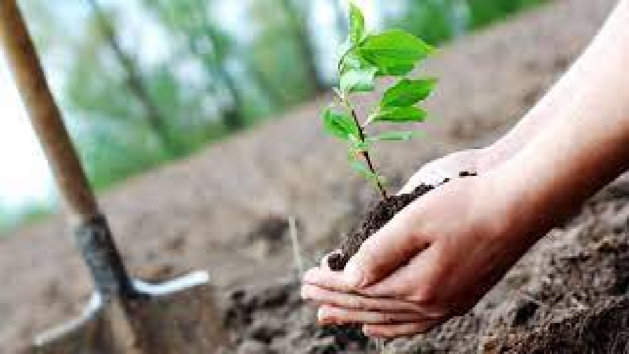 راه اندازی سامانه ثبت درختکاری در چهارمحال و بختیاری