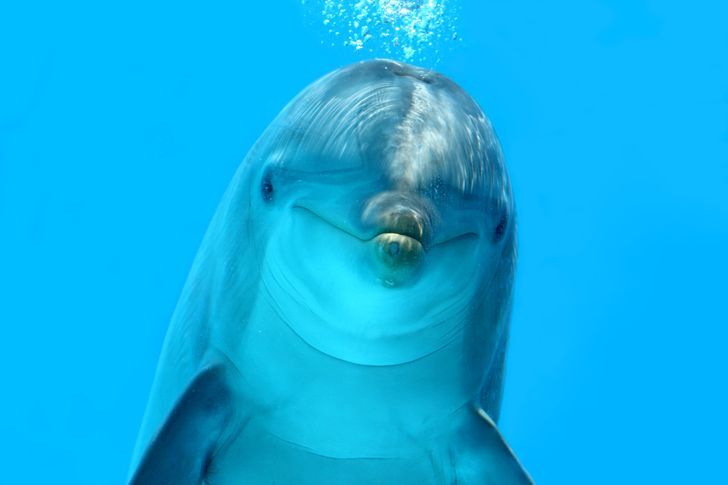 دلفین‌ه