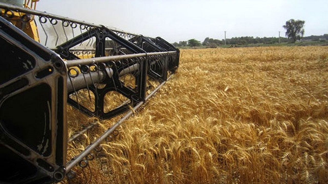 تمدید مهلت خرید گندم انبار شده از کشاورزان در خراسان رضوی