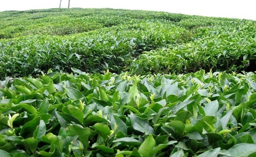 باغ های چای شمال کشور