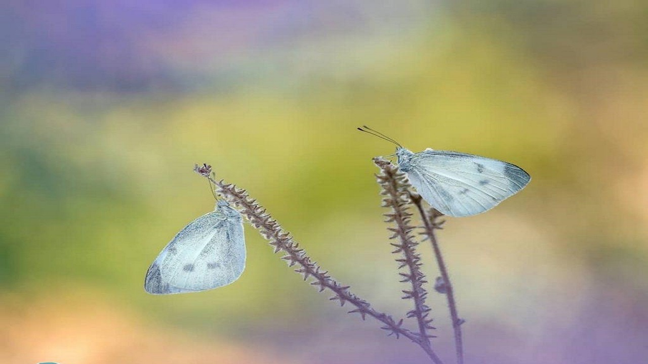 گشت و گذار پروانه ها در باغات تاکستان+ فیلم