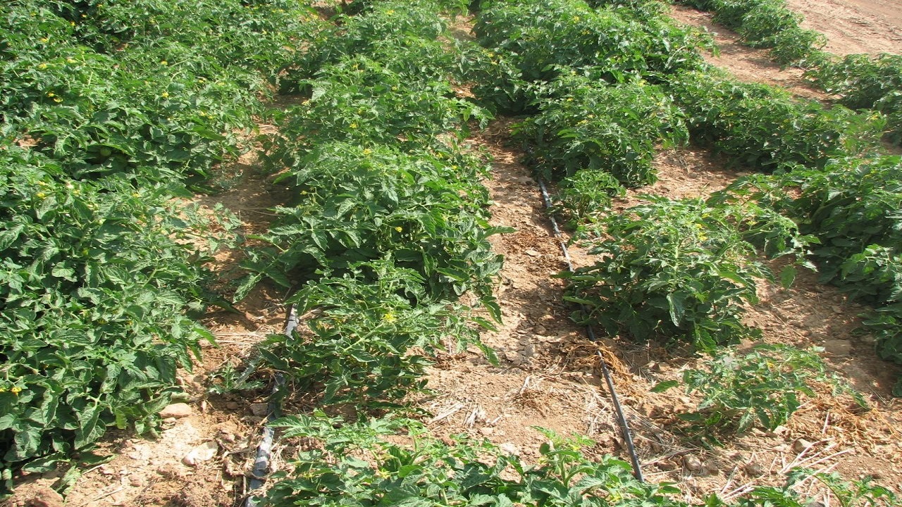 کشت محصولات سبزی و صیفی در ۹ هزار و ۸۰۰ هکتار از مزارع استان قزوین