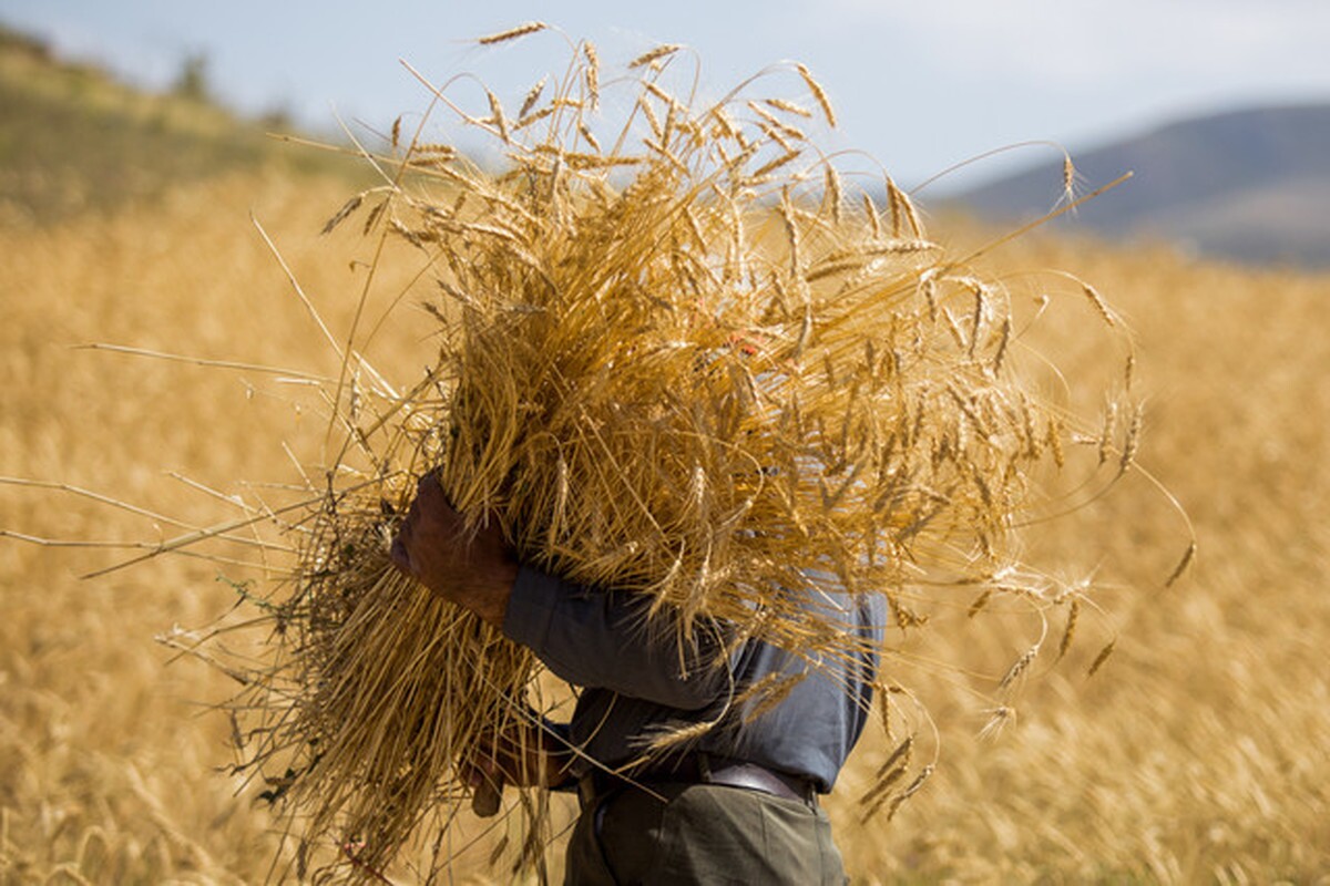 ۳۹۸ تن گندم از کشاورزان آبادان خریداری شد
