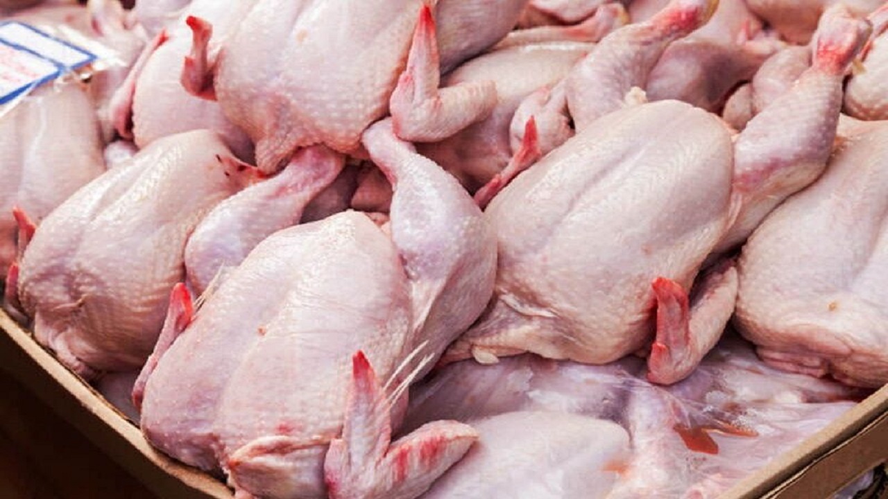 ۷۰۰ تن مرغ از تولیدکنندگان خراسان رضوی به صورت حمایتی خریداری شد