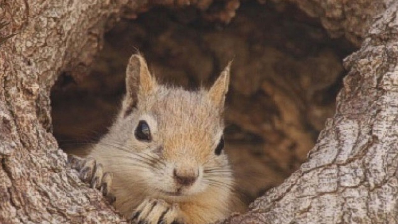 قاچاق سنجاب ها تهدیدی جدی برای حیات جنگل های زاگرس