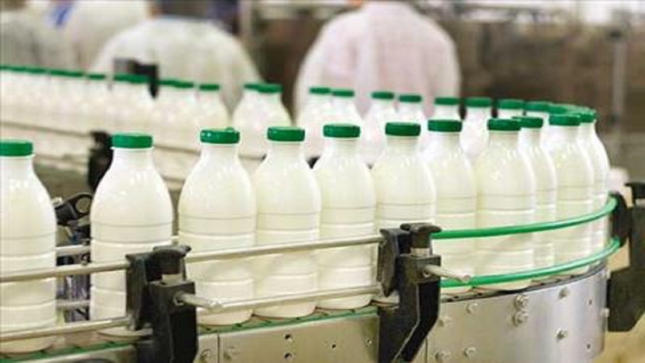 شیرخام مازاد روانه کارخانجات شیرخشک می‌شود