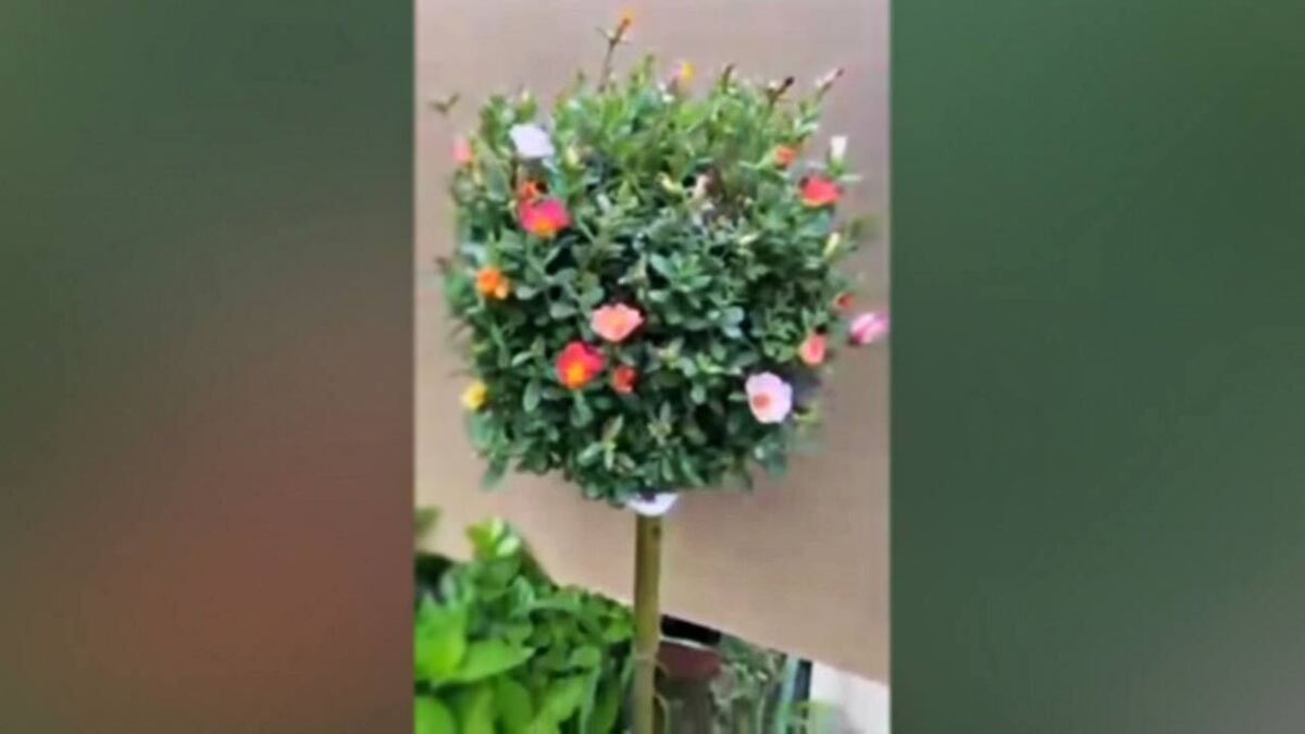 اقدام جالب یک جوان در جنگل سوخته + فیلم