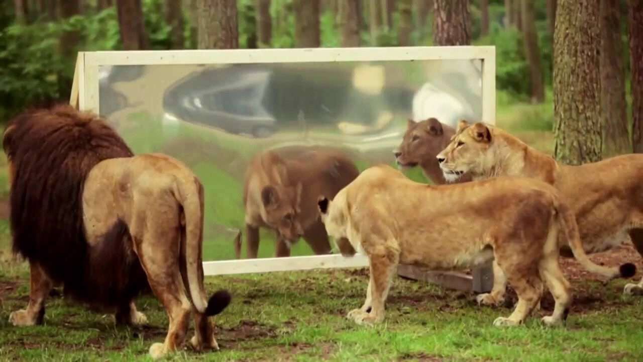 واکنش یک شیر نر به دیدن خود در آینه + فیلم