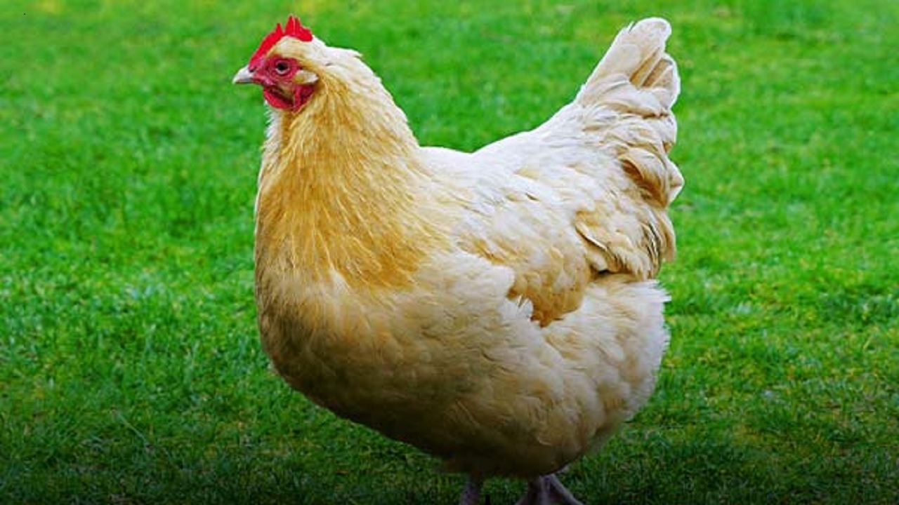 کشف بیش از یک تن مرغ زنده فاقد مجوز در مراغه