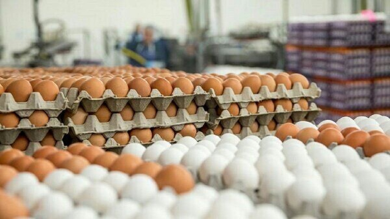 عرضه تخم مرغ در بیرجند، پایین‌تر از نرخ مصوب
