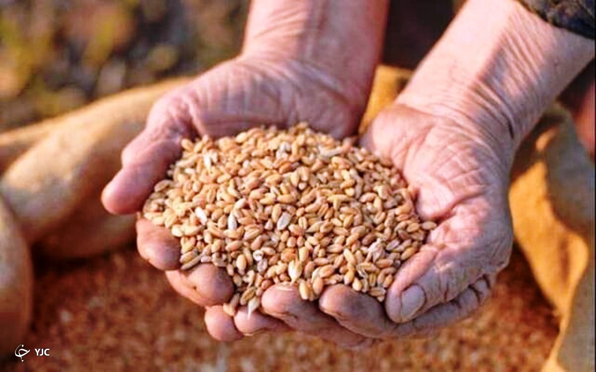 پیش بینی تولید بیش از ۲۵ هزار تن بذر اصلاح شده گندم و جو در آذربایجان غربی