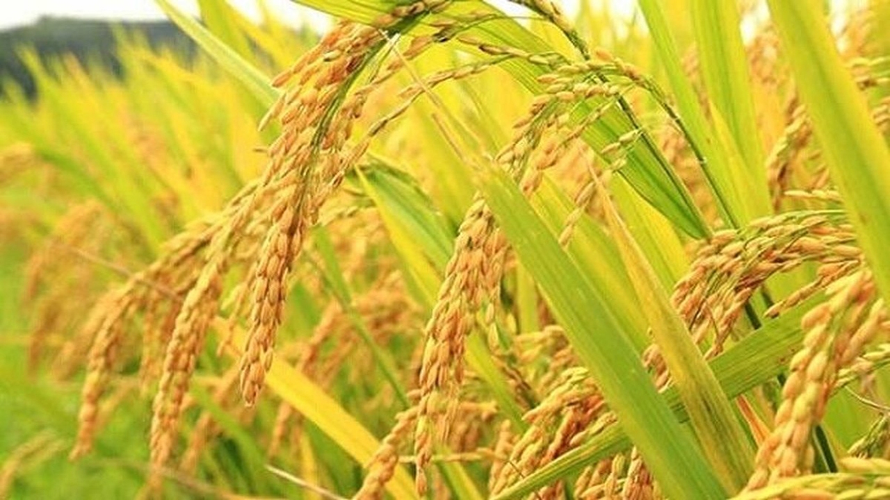 تولید ۱۳ هزار تنی برنج در کم آب‌ترین شهرستان مازندران + فیلم