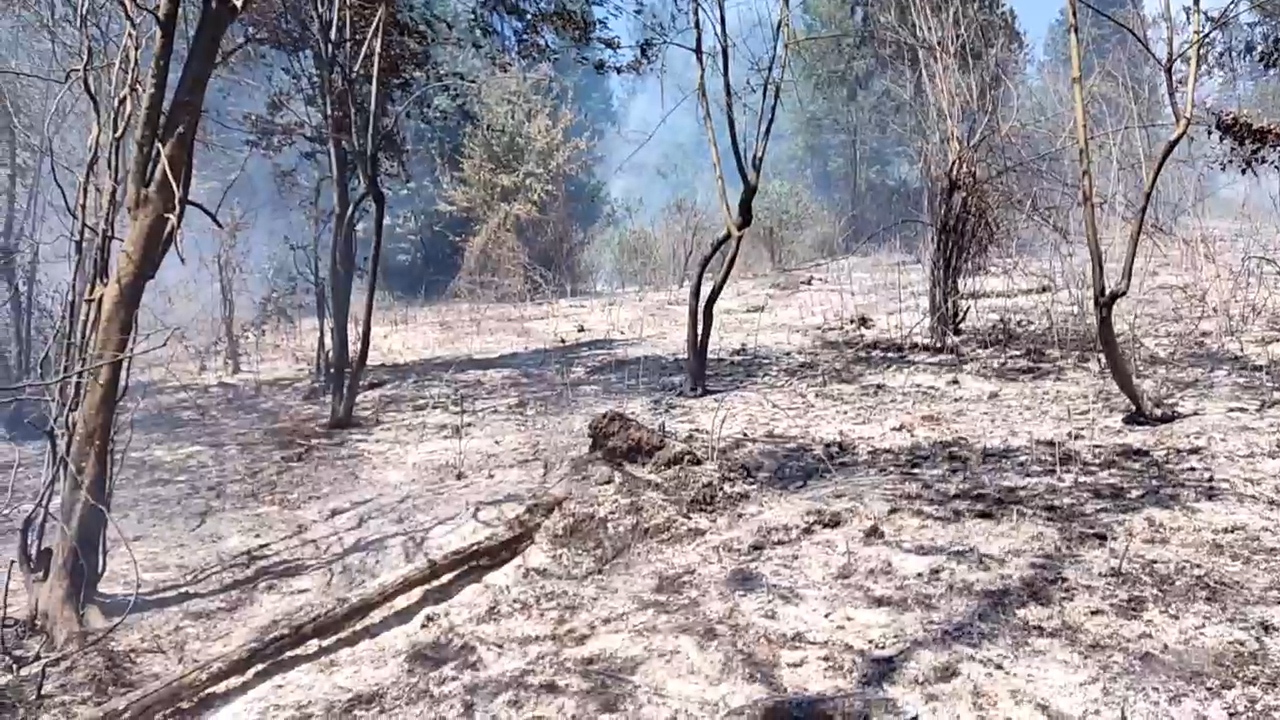 جنگل‌های سوادکوه شمالی در میان آتش و دود