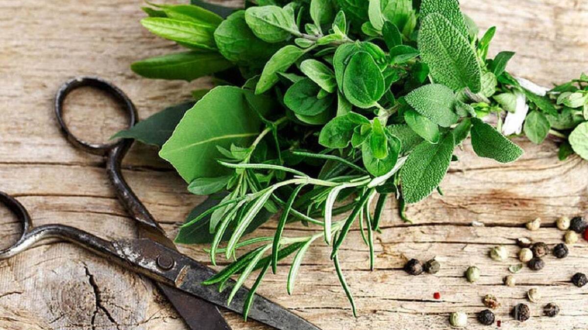 آموزش کاشت زنجبیل در منزل + فیلم