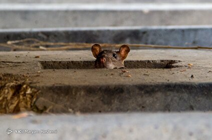 معضل بزرگ موش‌های خیابانی در تهران