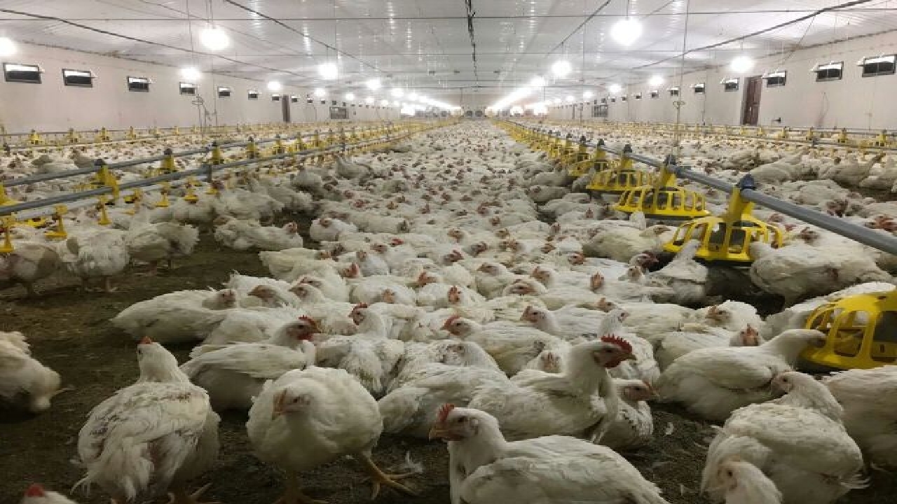 کردستان رتبه اول تولید مرغ گوشتی منطقه را دارد