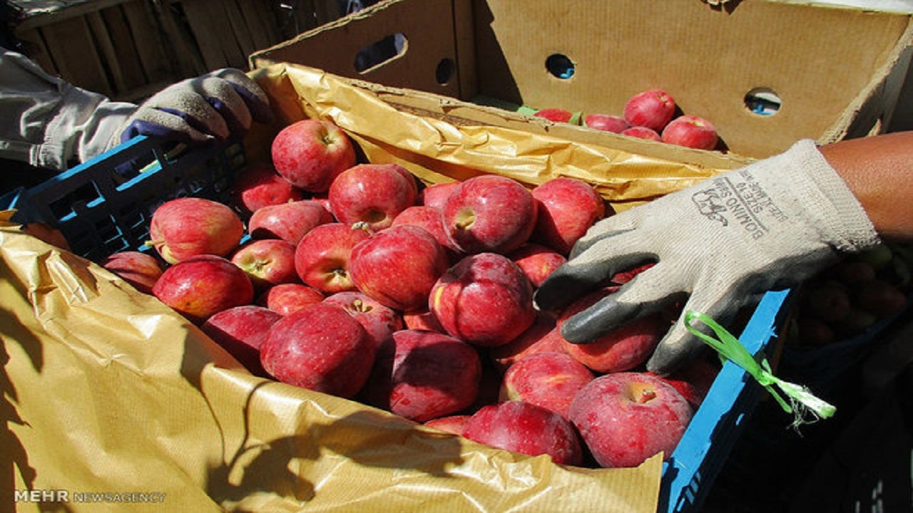 بازار سیب آذربایجان غربی در زمان برداشت مدیریت شود