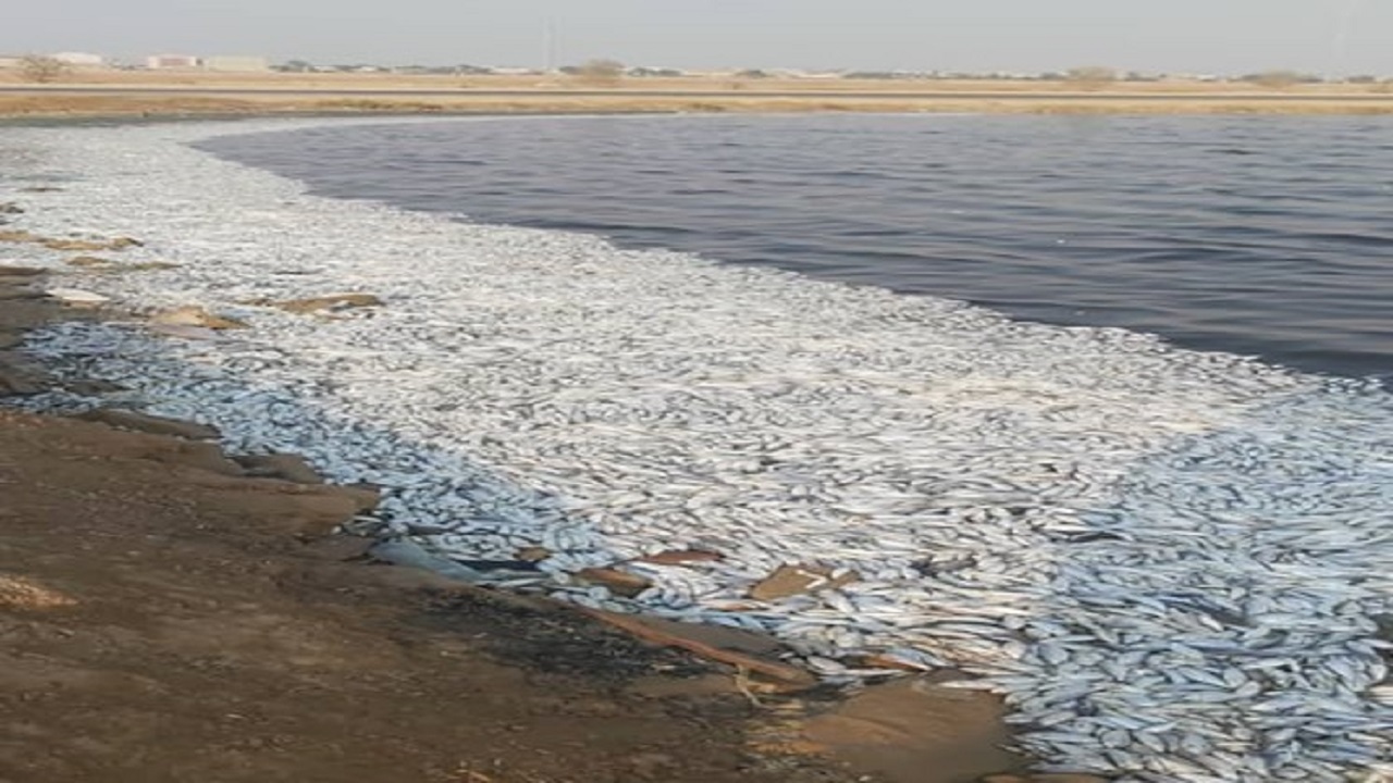 وجود آمونیوم نیترات عامل مرگ ماهیان در دریاچه نمک ماهشهر نیست/ بررسی کارشناسی ادامه دارد