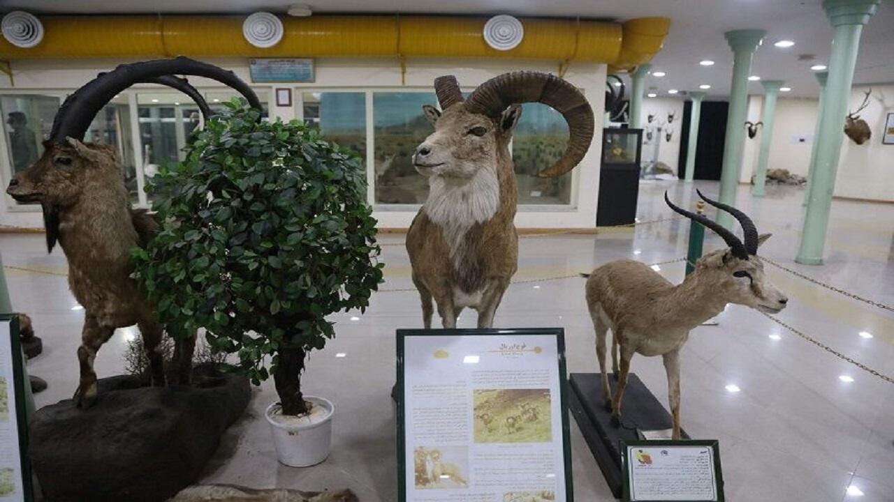 بازدید از موزه تاریخ طبیعی اردبیل برای کودکان رایگان است