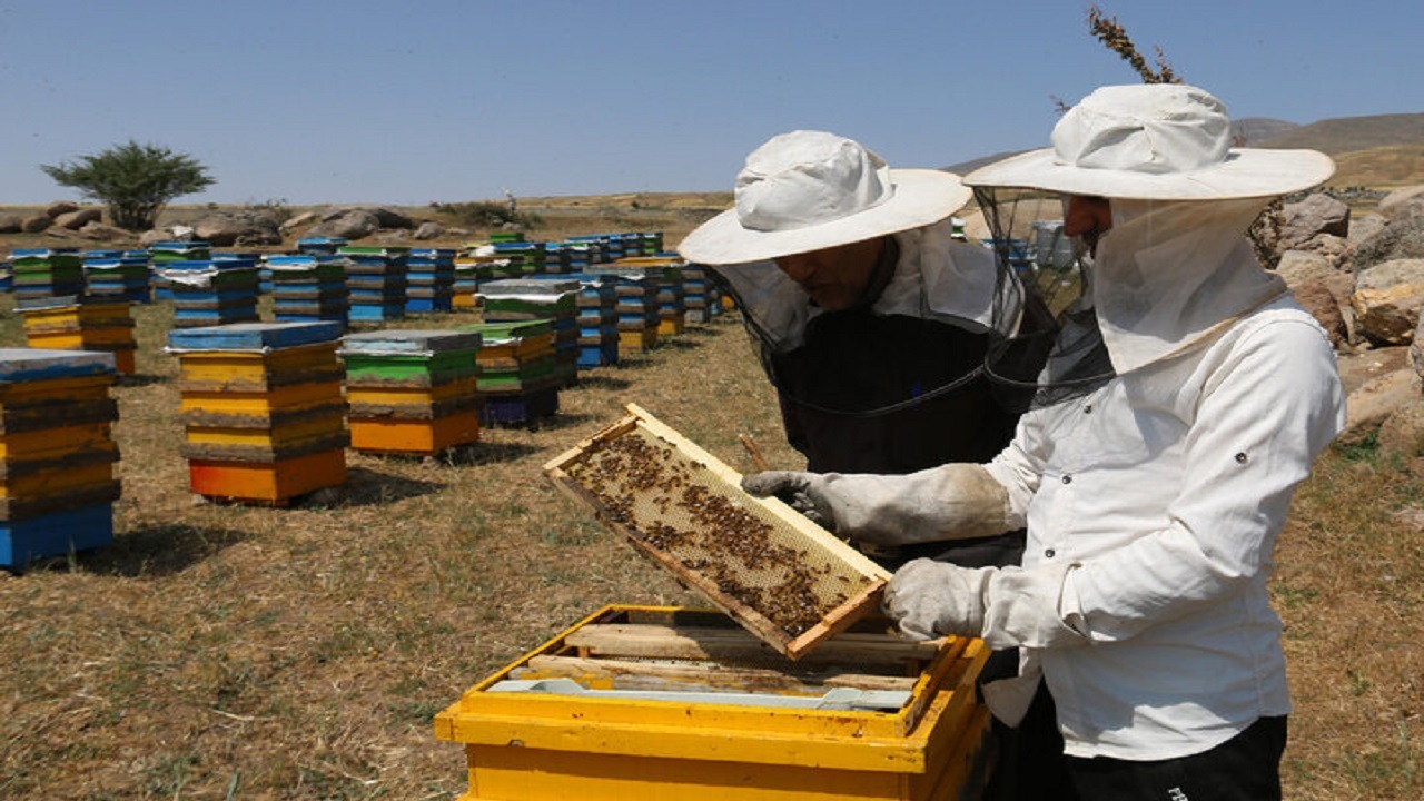 تولید هفت هزار و ۳۴۳ تن عسل در استان اردبیل
