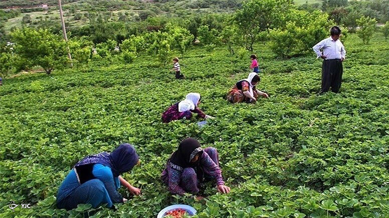 ۱۰ درصد جمعیت مهاباد زیر پوشش بیمه روستایی هستند