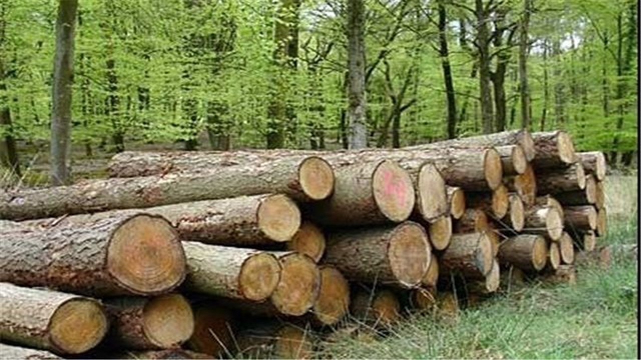 کشف بیش از ۲۱ تن چوب قاچاق در خراسان شمالی