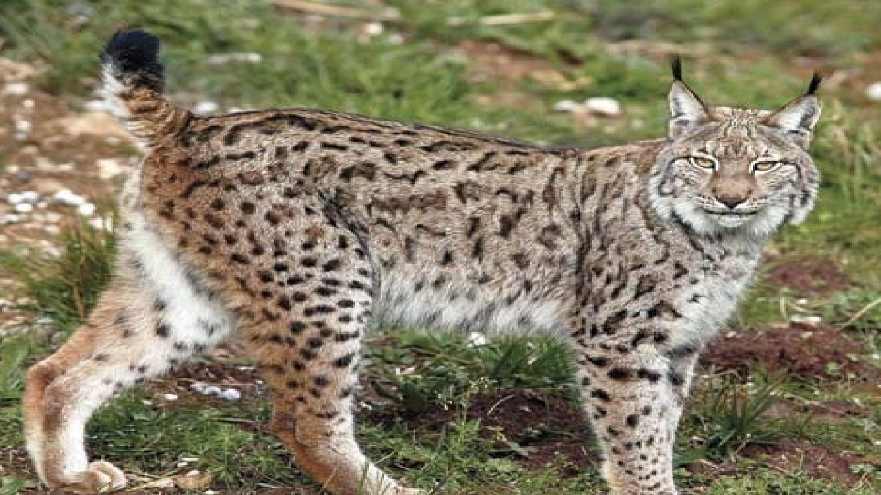 وجود ۸ گونه شناخته شده گربه سانان ایران در خراسان رضوی