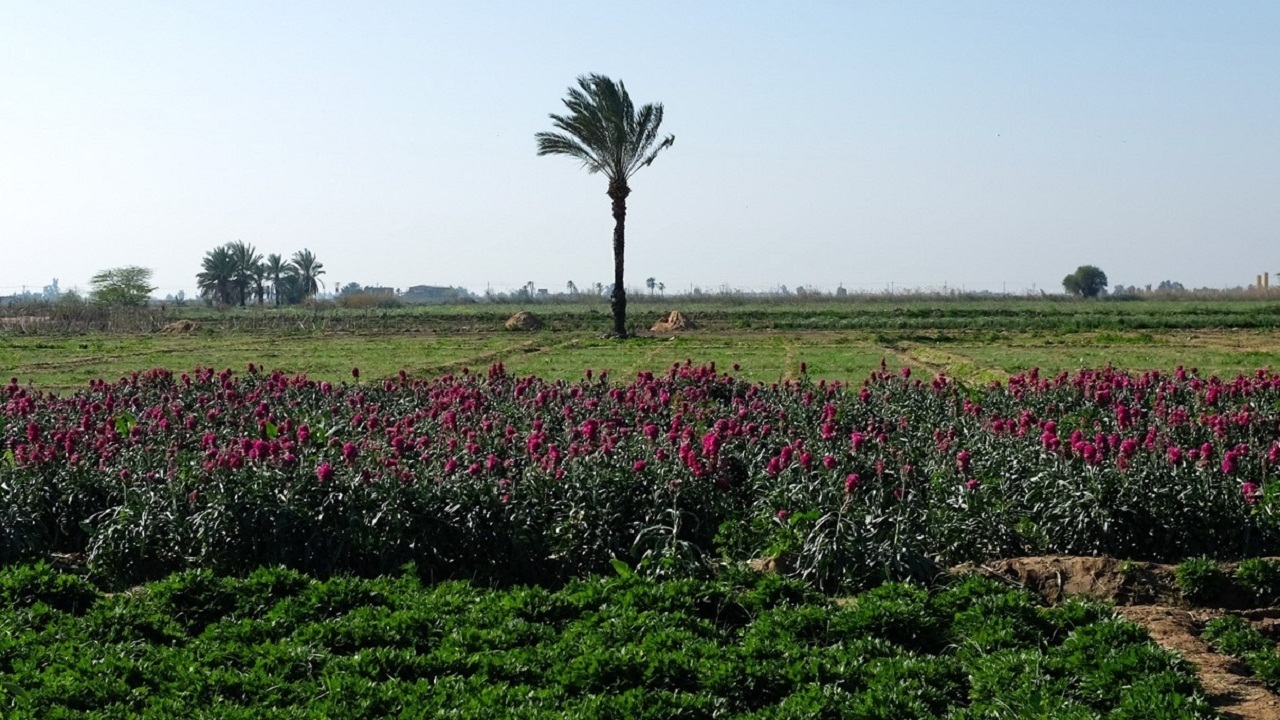 آغاز کشت پاییزه در خوزستان؛ وضعیت تامین آب کشاورزی چطور است؟