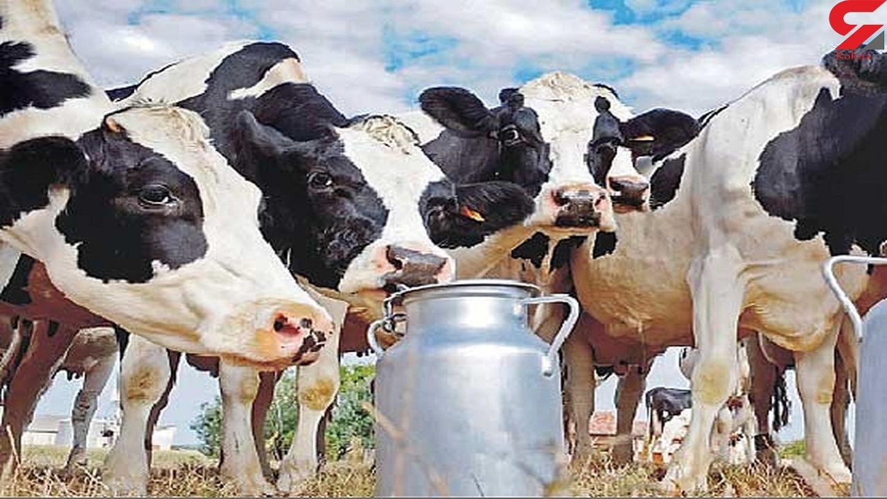 تولید روزانه ۹۲۹ تن شیر در آذربایجان غربی