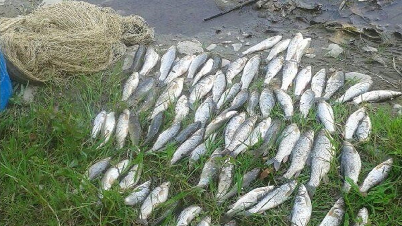 کشف و ضبط ۱۶۳ قطعه ماهی در شهرستان کوثر