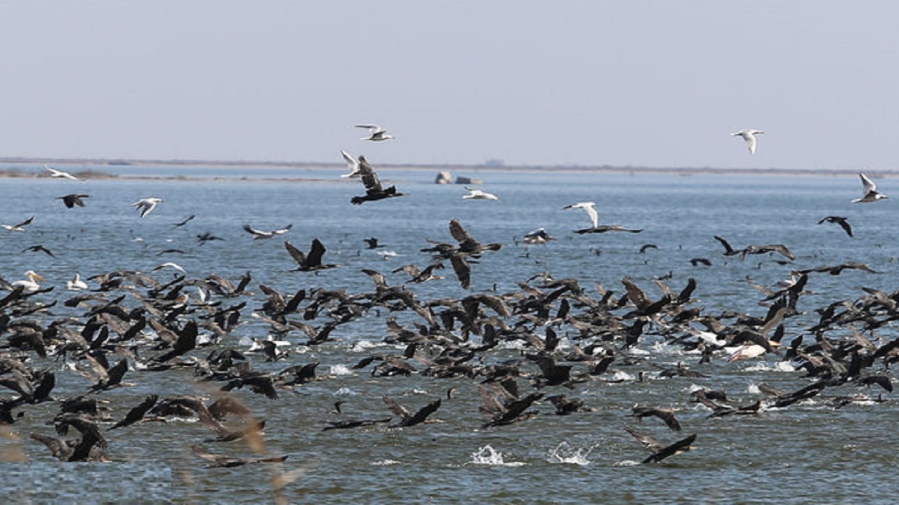 مهاجرت پرندگان از مناطق سردسیر به تالاب شادگان