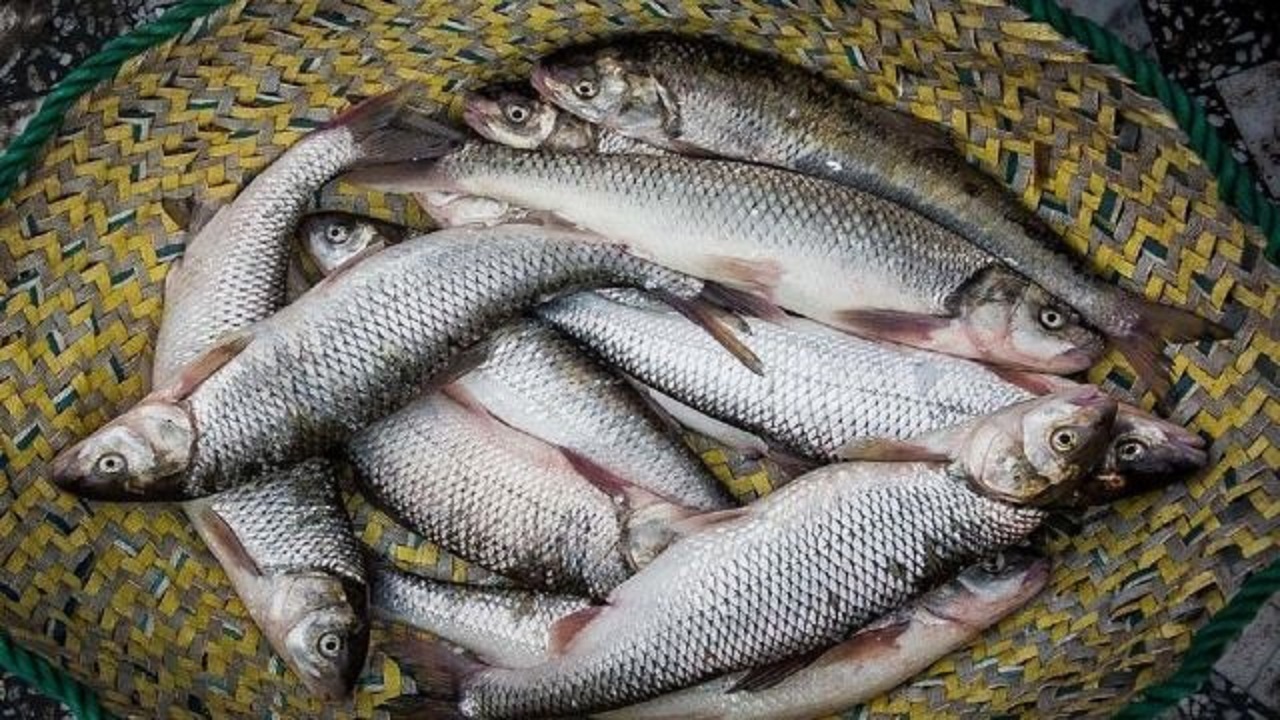کشف بیش از هزار کیلوگرم ماهی فاقد گواهی بهداشتی در سنندج