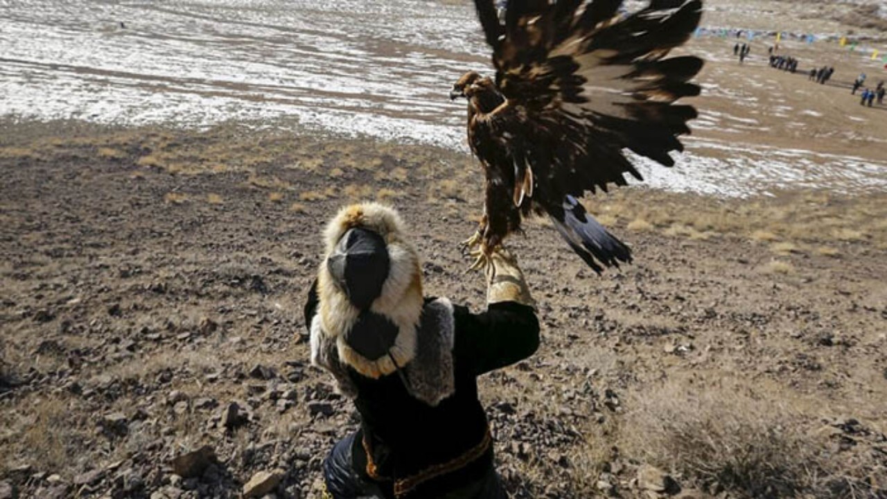 طالبان شکار پرندگان خاص را قانونمند کرد
