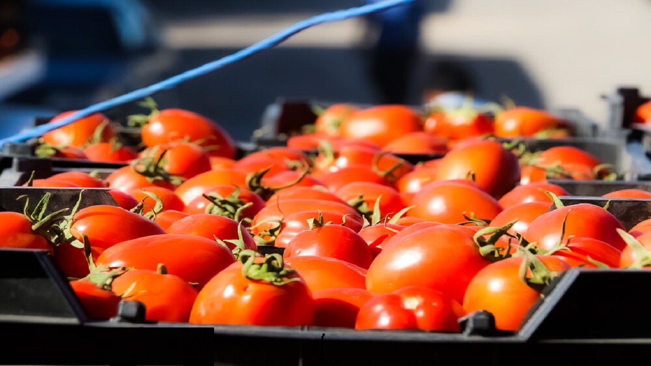 کشاورزان گوجه کار بخش آبدان در آستانه خانه نشینی