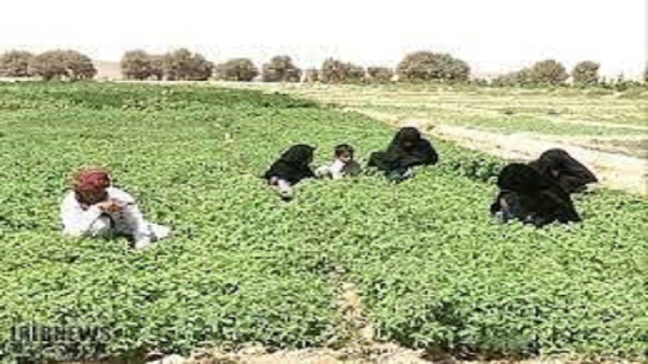 چشم انداز روشن توسعه بخش کشاورزی درشهرستان سیب و سوران
