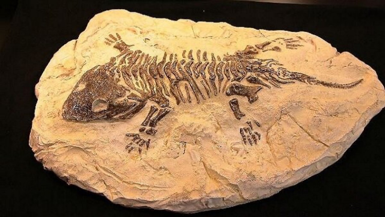 فسیل‌هایی با قدمت ۹ میلیون سال در سایت مراغه