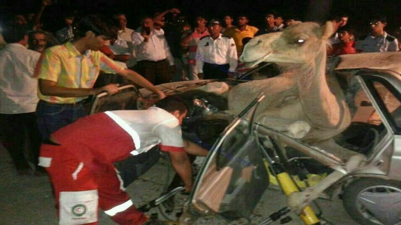 تصادف دو خودروی سواری با ۲ شتر در گنبدکاووس حادثه آفرید