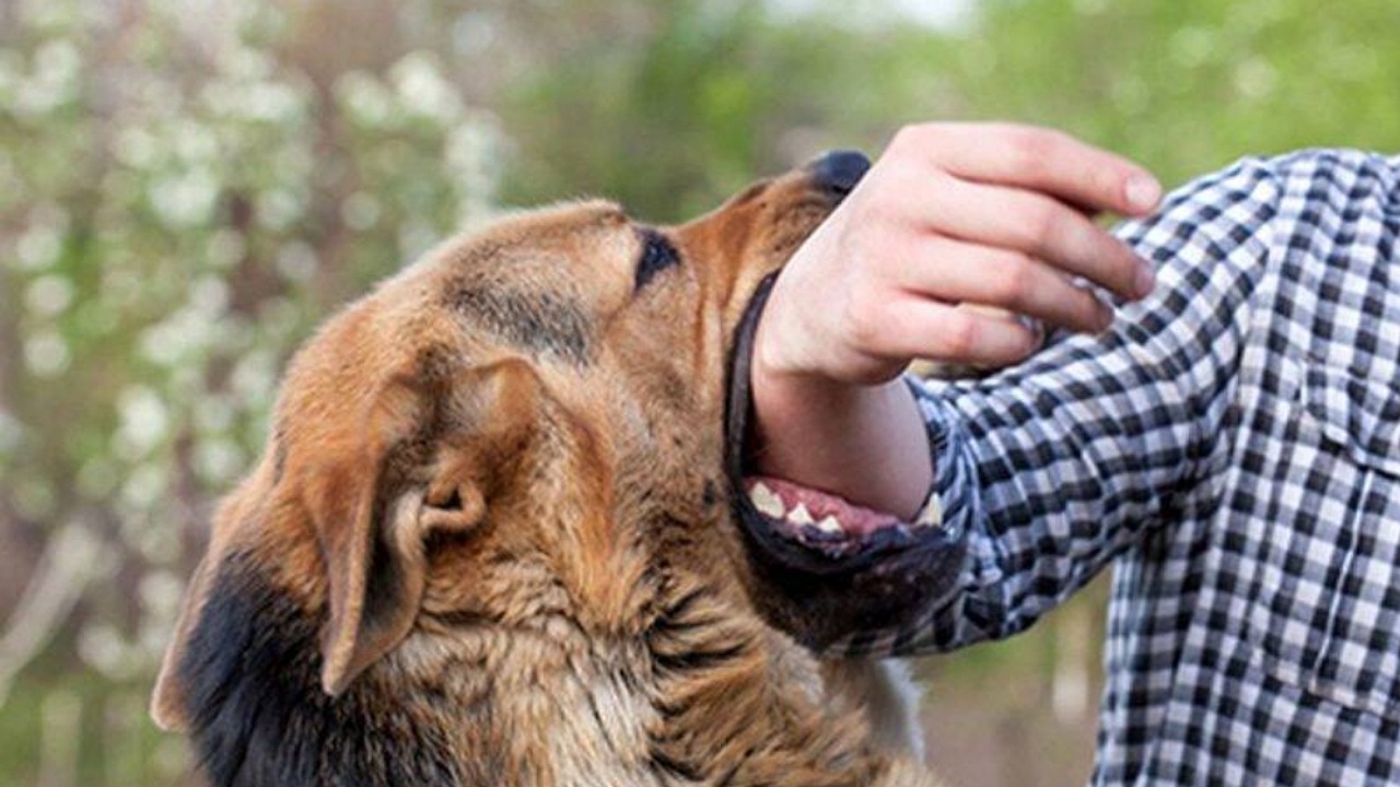 ۸۰ درصد موارد حیوان گزیدگی توسط سگ ها است/ ارائه خدمات بیماری هاری به صورت رایگان