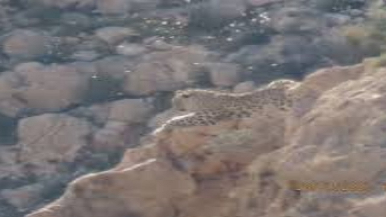 مشاهده پلنگ برای نخستین بار در کوه هوای لامرد + فیلم