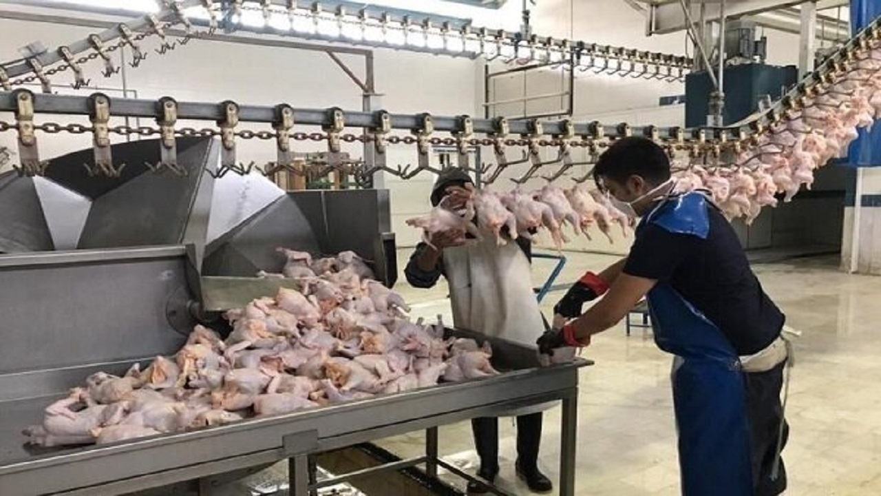 توزیع روزانه ۶ هزار و ۳۰۰ تن مرغ گرم در بازار