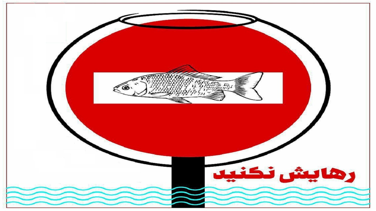 ماهی های قرمز را در منابع آبی رها نکنید