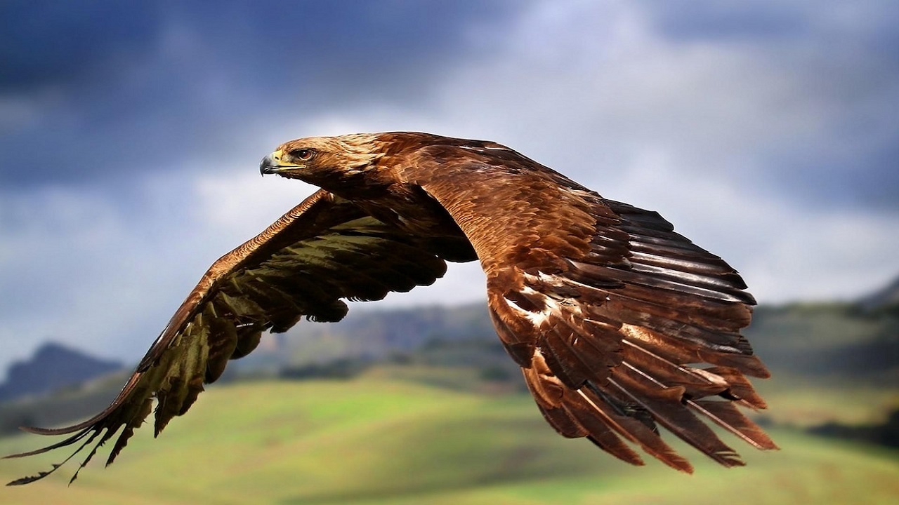 رهاسازی یک بهله عقاب طلایی در بردسکن