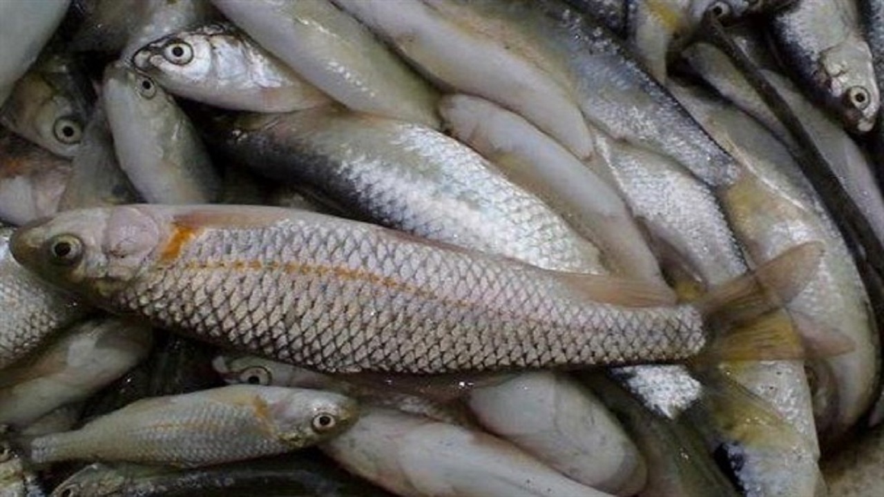 توقیف محموله هزار و ۸۰۰ کیلوگرمی ماهی منجمد در بیرجند