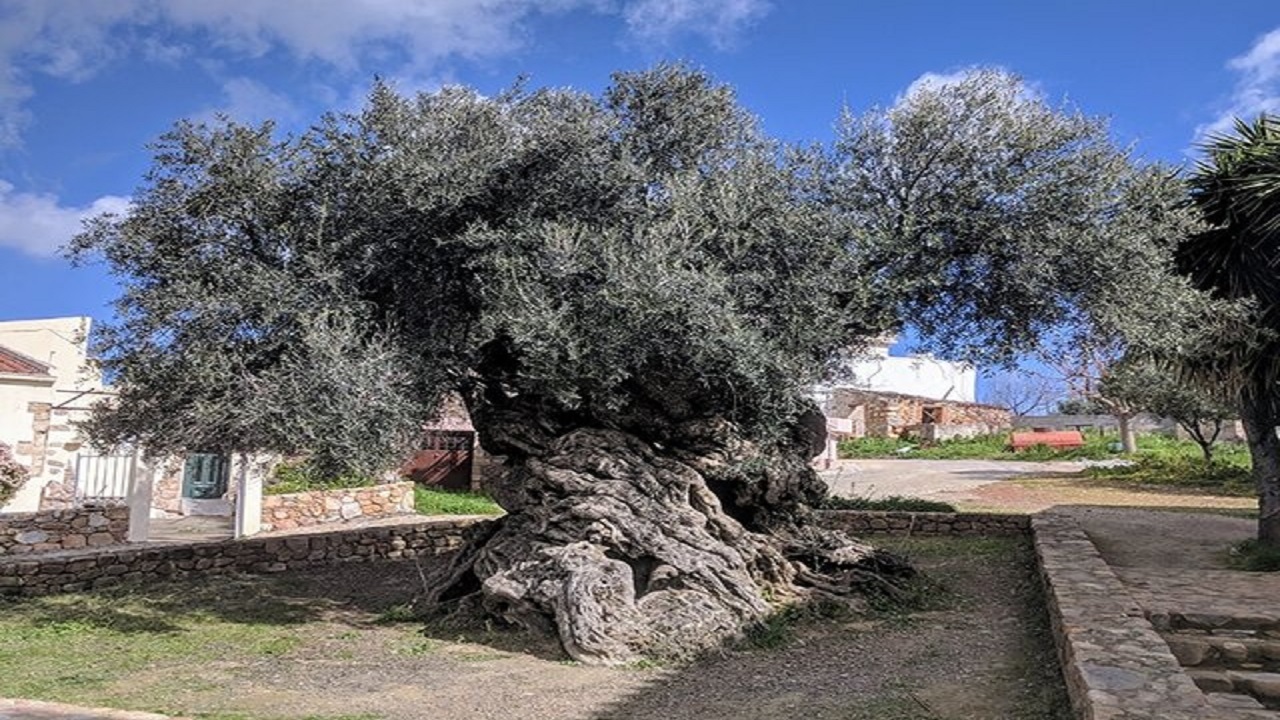وجود درختی زنده و باشکوه از زمان سقوط امپراتوری روم
