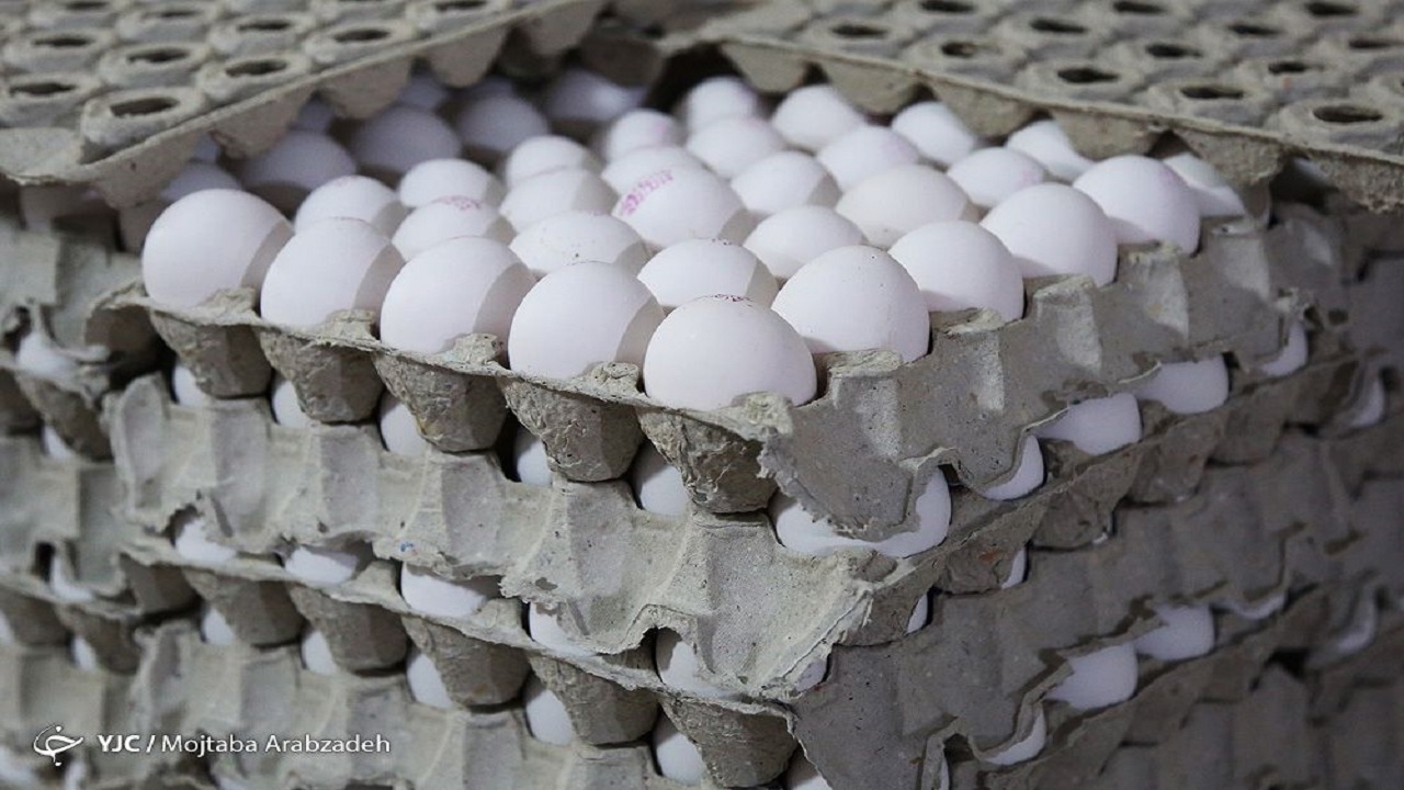 تولید تخم مرغ به یک میلیون و ۱۵۰ هزارتن رسید