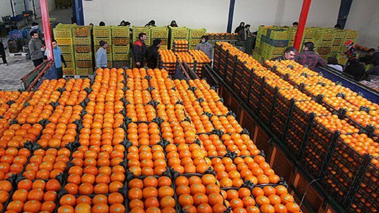 تداوم روند توزیع میوه تنظیم بازاری در همدان