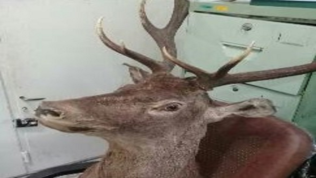کشف لاشه مرال وحشی از یک شکارچی در نکا