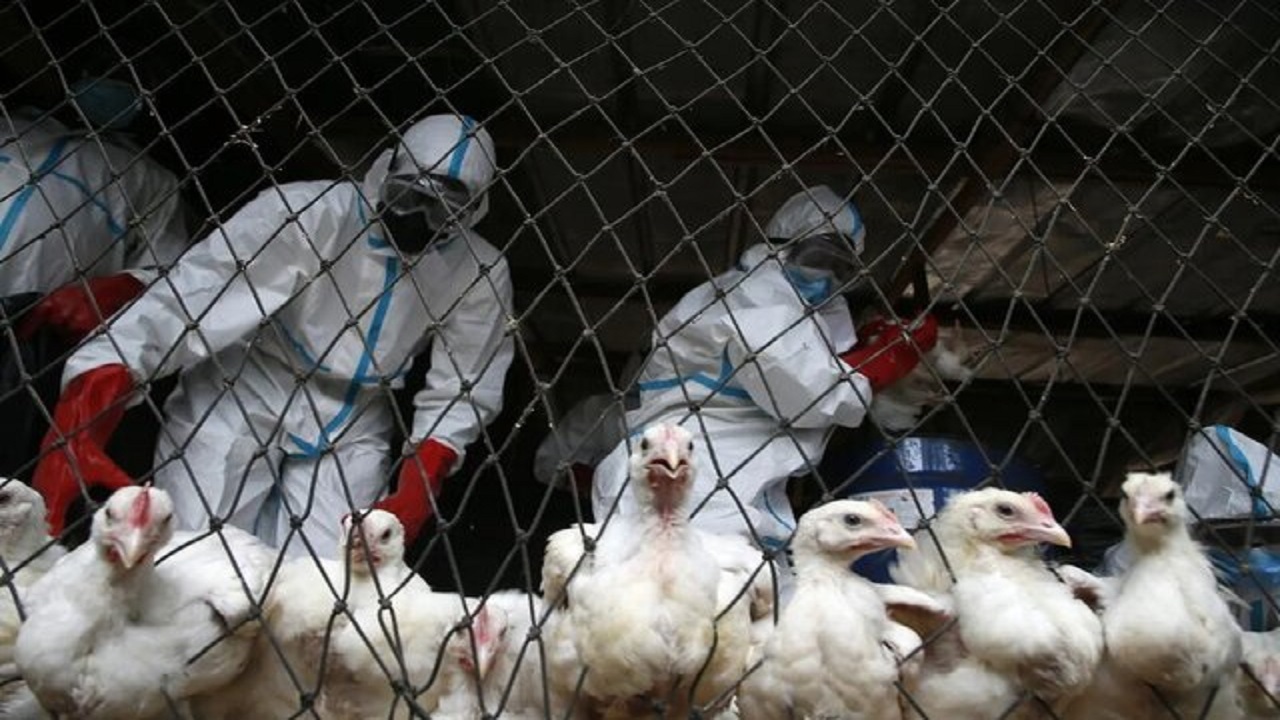 آنفولانزای پرندگان در چین قربانی گرفت
