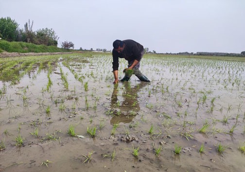 برنج‌ها در حال نشا؛ کشاورزان همچنان تنها